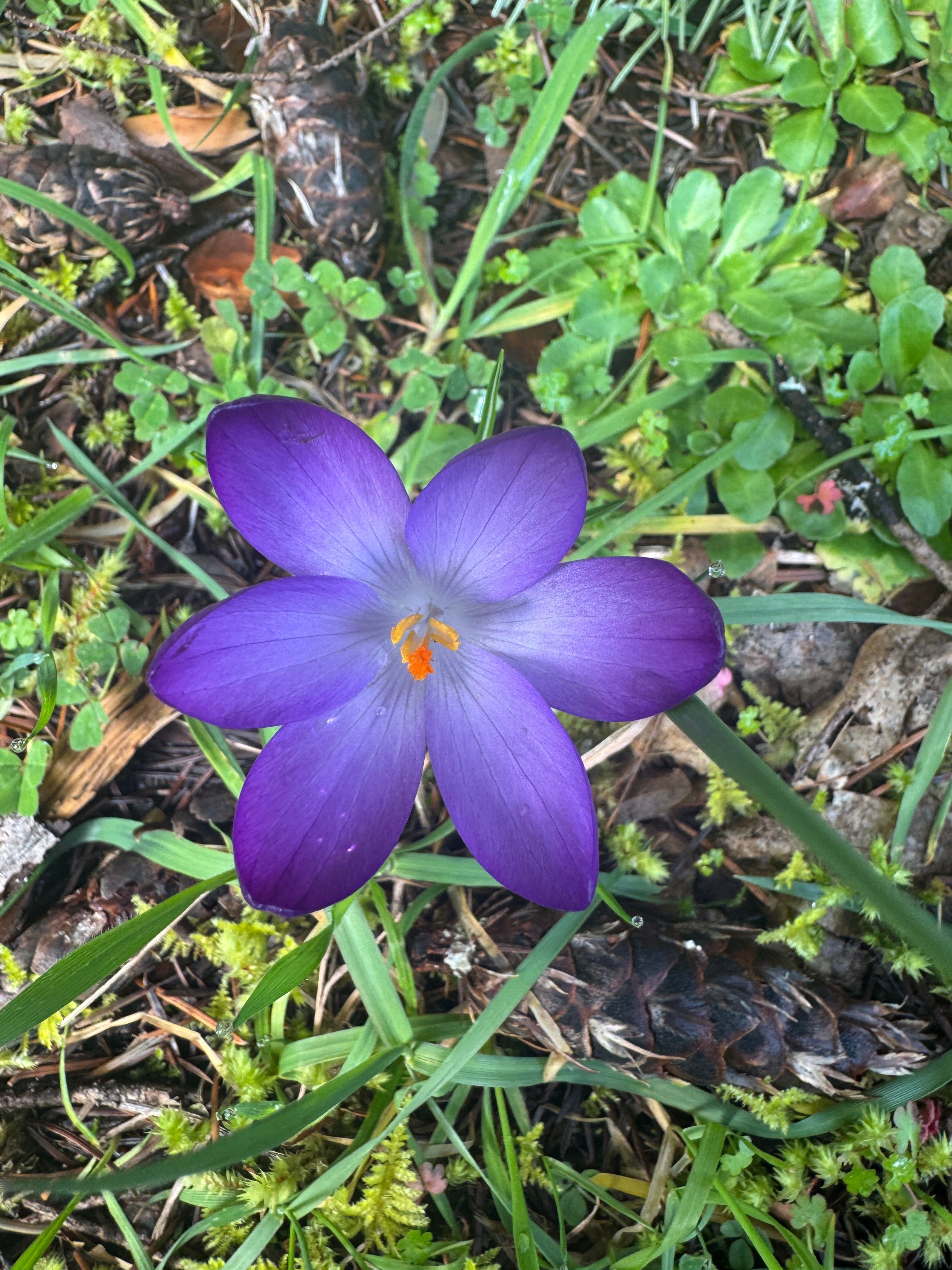 Wild crocus