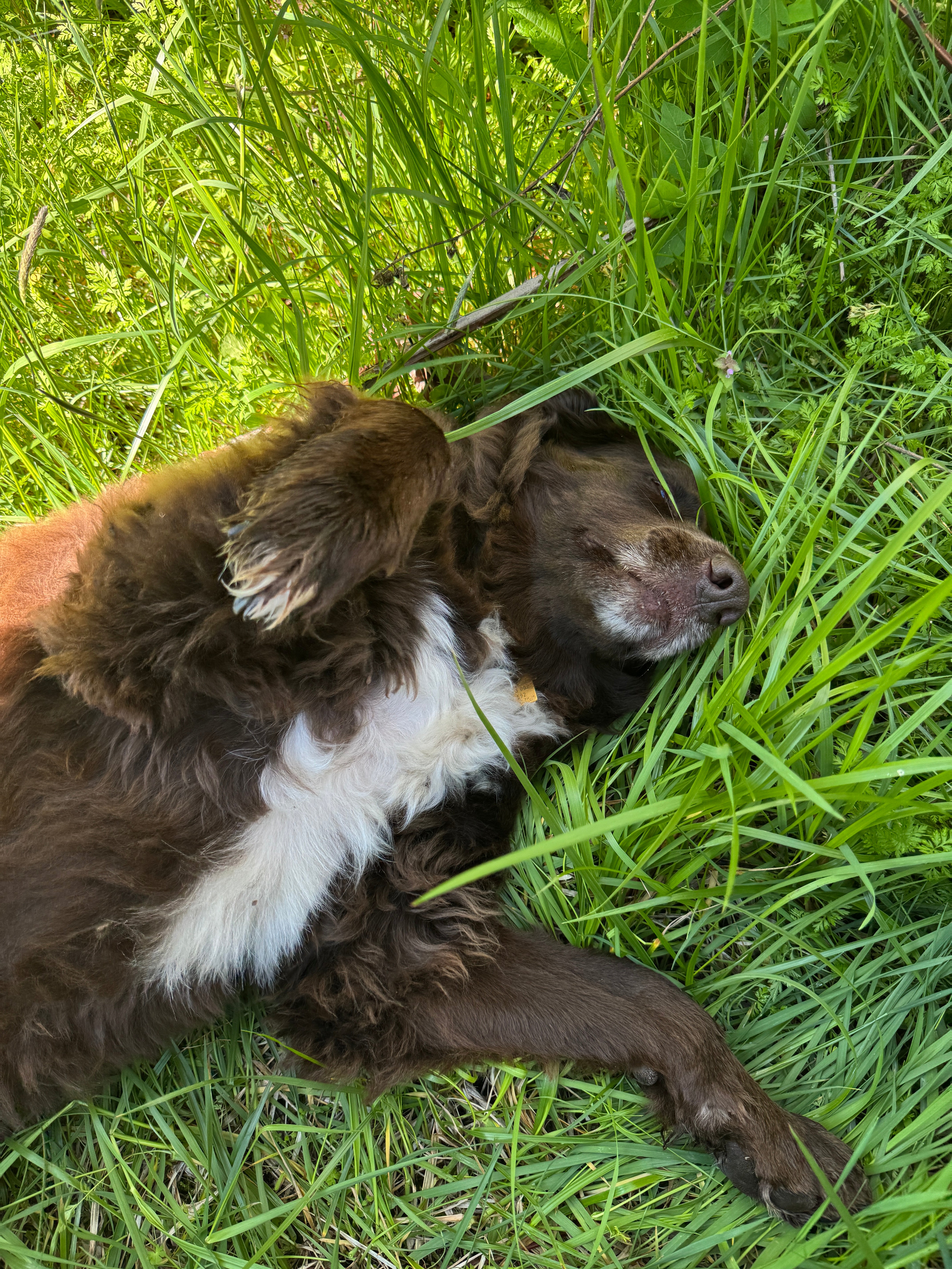 Telos resting in the grass
