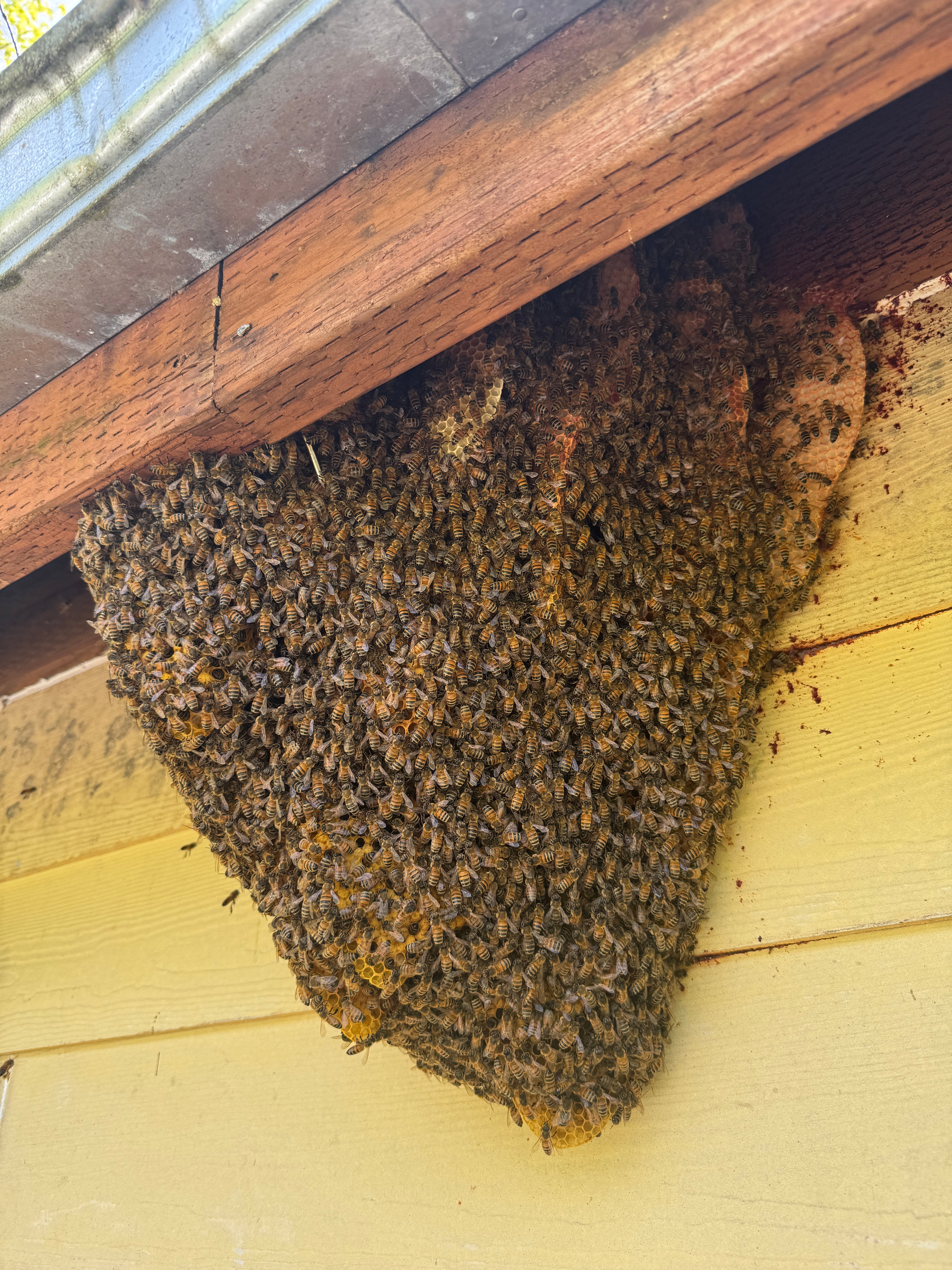 Wild bee swarm