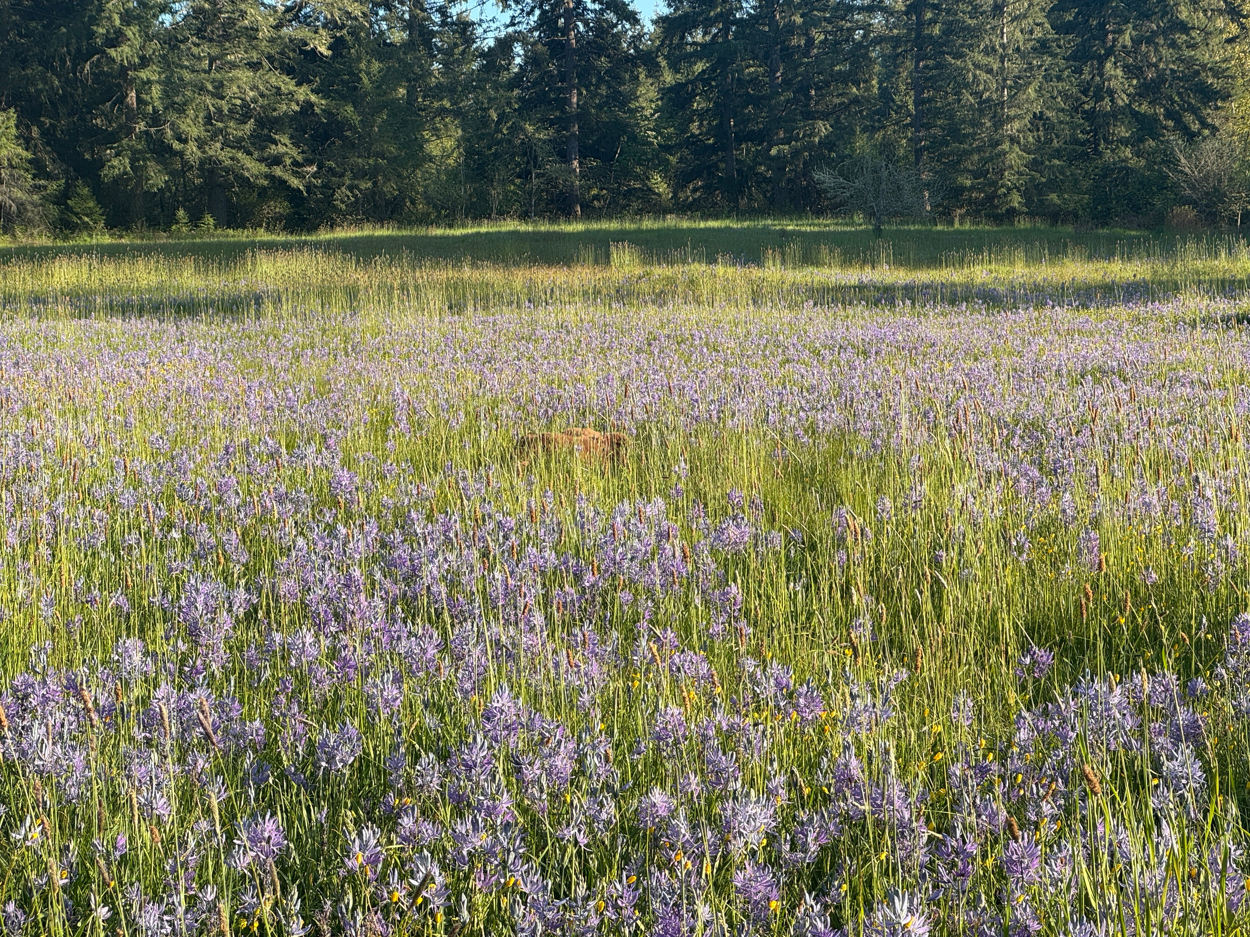 Telos in the camas flower field