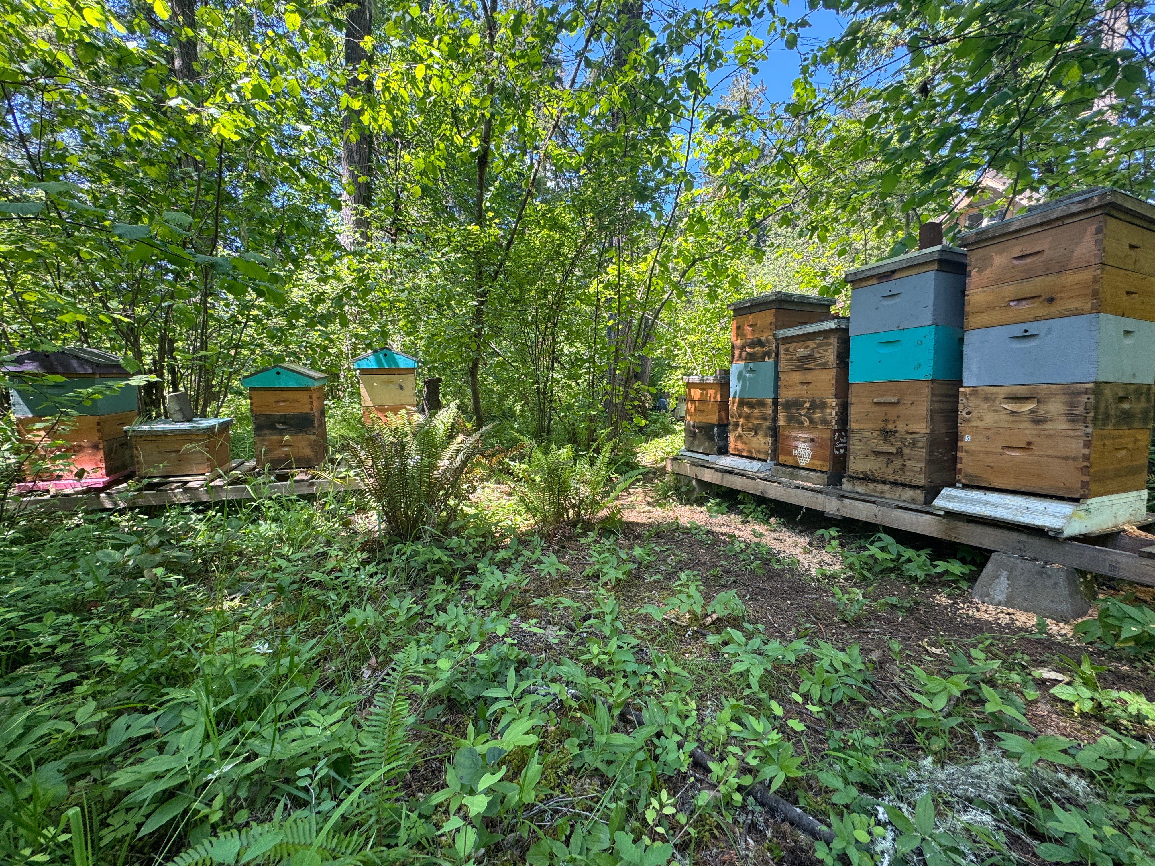 The apiary in the Willamette Valley forest